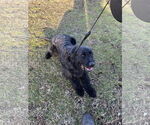 Small #1 Labrador Retriever