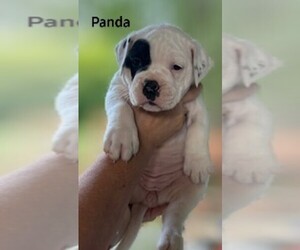 Boston Terrier Puppy for sale in BLACKSBURG, SC, USA