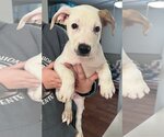 Small Photo #1 American Bulldog-Labrador Retriever Mix Puppy For Sale in Clarkston, MI, USA