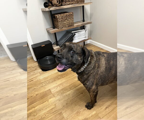 Medium Photo #3 Plott Hound-Unknown Mix Puppy For Sale in Elmsford, NY, USA