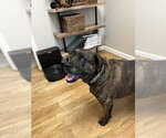 Small #2 Plott Hound Mix