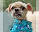 Small #7 Shih Tzu Mix