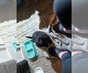 Pomeranian Puppy for sale in YELM, WA, USA