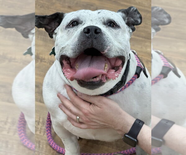 Medium Photo #2 Olde Bulldog Puppy For Sale in Cranford, NJ, USA