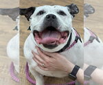 Small #1 Olde Bulldog