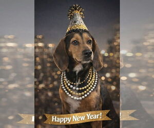 Anne - Female Black and Tan Coonhound Dog for Adoption - Photo #2