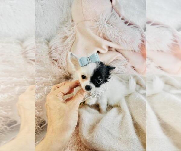 Medium Photo #13 Chihuahua Puppy For Sale in PEMBROKE PINES, FL, USA