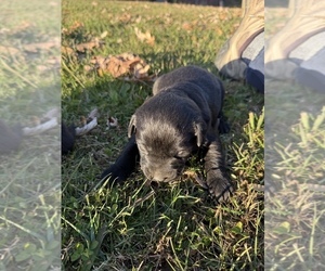 Medium Labrador Retriever