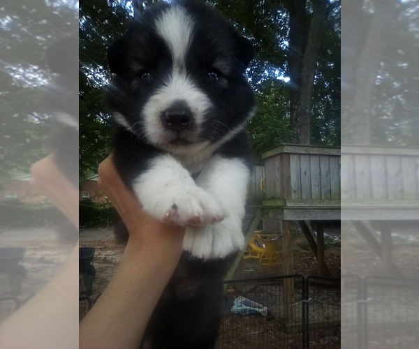Medium Photo #1 Siberian Husky Puppy For Sale in FLORENCE, SC, USA