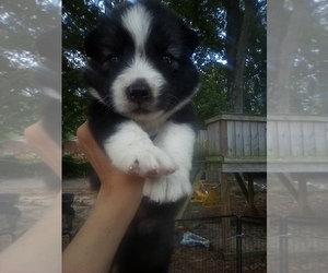 Siberian Husky Puppy for sale in FLORENCE, SC, USA