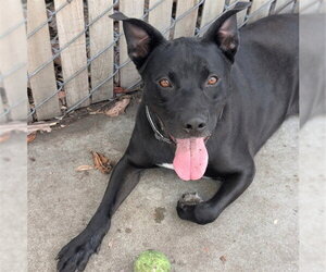 Labrador Retriever-Unknown Mix Dogs for adoption in Alameda, CA, USA