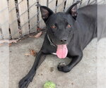 BUDDY - Male Labrador Retriever-Unknown Mix Dog for Adoption - Small photo