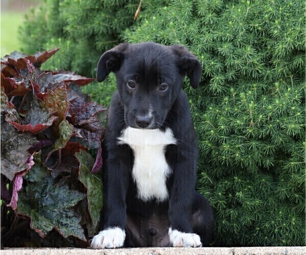 Medium Photo #2 Labrador Retriever-Unknown Mix Puppy For Sale in FREDERICKSBG, OH, USA