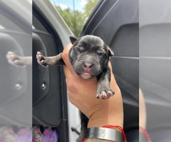 Medium Photo #1 German Shepherd Dog-Unknown Mix Puppy For Sale in Houston, TX, USA