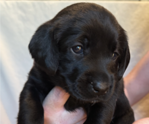 Medium Labrador Retriever