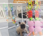 Small Photo #2 French Bulldog Puppy For Sale in DEXTER, MO, USA