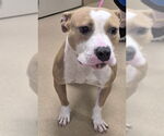 Small #1 American Pit Bull Terrier