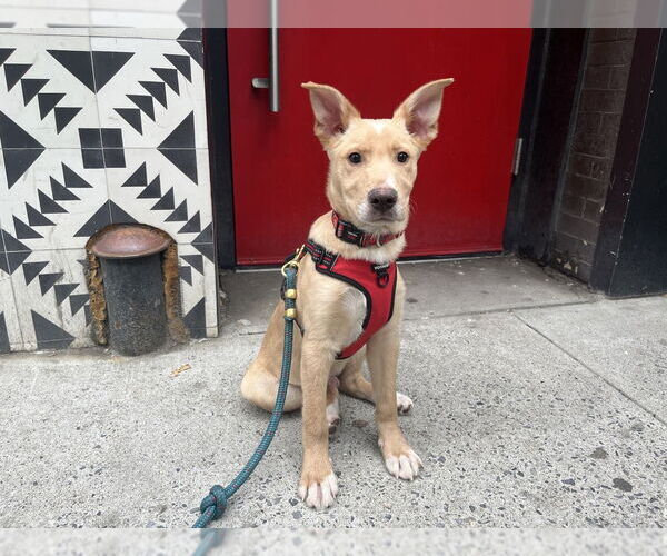 Medium Photo #11 Mutt Puppy For Sale in New York, NY, USA