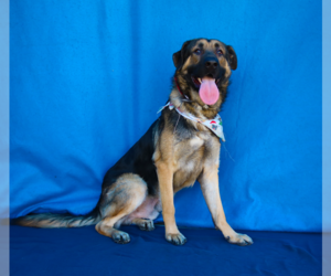 German Shepherd Dog Dogs for adoption in Pasadena, CA, USA
