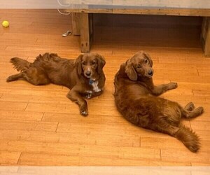 Goldendoodle (Miniature) Dogs for adoption in PRINCETON, NJ, USA