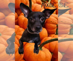 Moose - Male Chiweenie Dog for Adoption - Photo #3