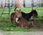 Small Photo #9 American Bully Puppy For Sale in BOLIVAR, MO, USA