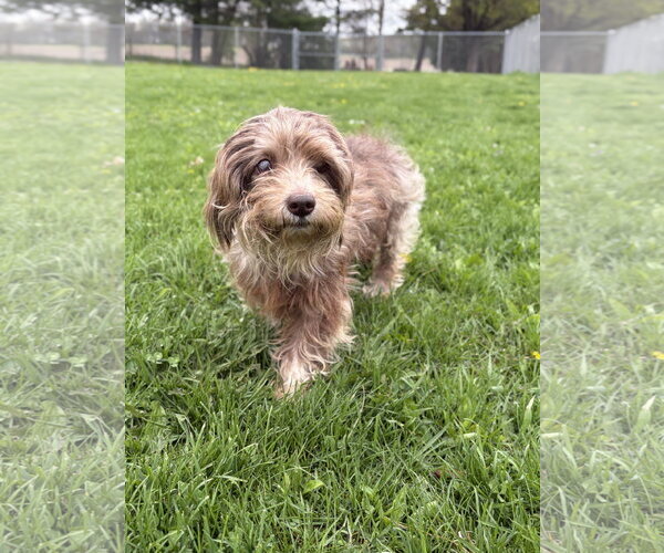 Medium Photo #2 Mutt Puppy For Sale in Jefferson, WI, USA