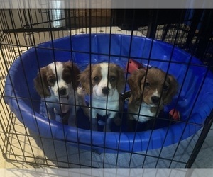 Cavalier King Charles Spaniel Puppy for sale in OSHKOSH, WI, USA