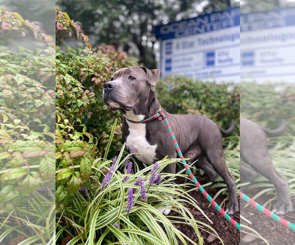Medium Photo #2 American Pit Bull Terrier-Unknown Mix Puppy For Sale in Virginia Beach, VA, USA