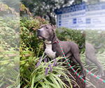 Small #1 American Pit Bull Terrier Mix