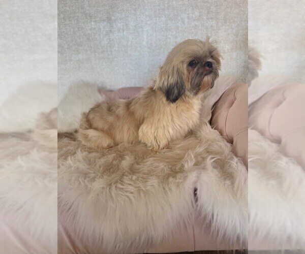 Medium Photo #4 Shih Tzu Puppy For Sale in STUART, FL, USA