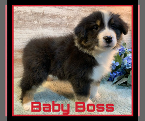 Australian Shepherd Puppy for sale in LAKEVILLE, IN, USA