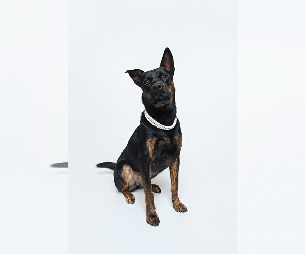 Medium Photo #5 Mutt Puppy For Sale in Houston, TX, USA