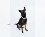 Small #4 Mutt