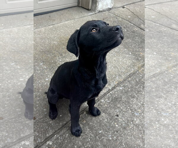 Medium Photo #8 Pointer-Rottweiler Mix Puppy For Sale in McKinney, TX, USA