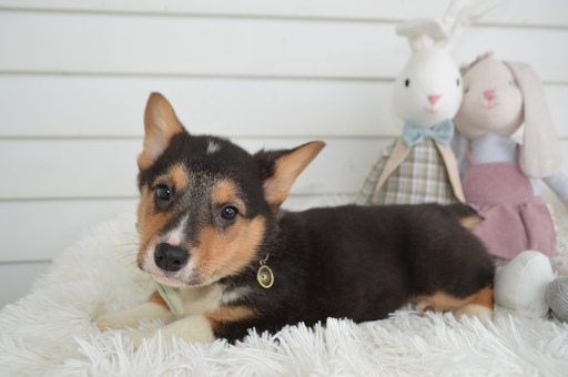 Medium Photo #5 Pembroke Welsh Corgi Puppy For Sale in HONEY BROOK, PA, USA