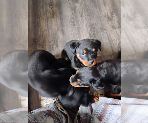 Medium Photo #5 Rottweiler Puppy For Sale in DANVILLE, IL, USA