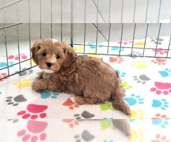 Medium Photo #8 Cavapoo (Miniature)-Poodle (Toy) Mix Puppy For Sale in ORO VALLEY, AZ, USA