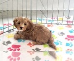 Small #7 Cavapoo (Miniature)-Poodle (Toy) Mix
