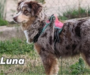 Mother of the Miniature Australian Shepherd puppies born on 01/07/2023