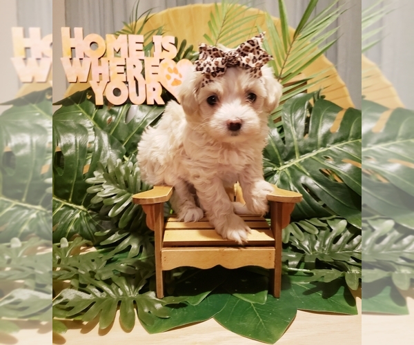 Medium Photo #7 Maltipoo Puppy For Sale in INDEPENDENCE, MO, USA