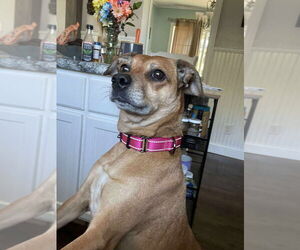 Puggle Dogs for adoption in Gloversville, NY, USA