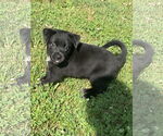 Small Photo #6 Labrador Retriever-Unknown Mix Puppy For Sale in Hillsboro, MO, USA