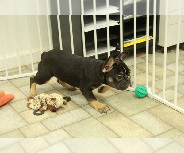 Medium Photo #5 French Bulldog Puppy For Sale in HICKORY, NC, USA