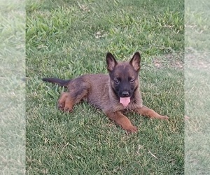 Bedouin Shepherd Dog-Belgian Malinois Mix Puppy for sale in EL CENTRO, CA, USA