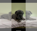 Small #2 French Bulldog