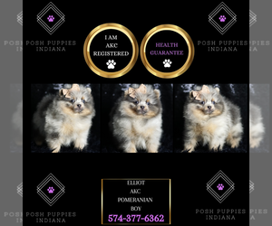Pomeranian Puppy for sale in WARSAW, IN, USA