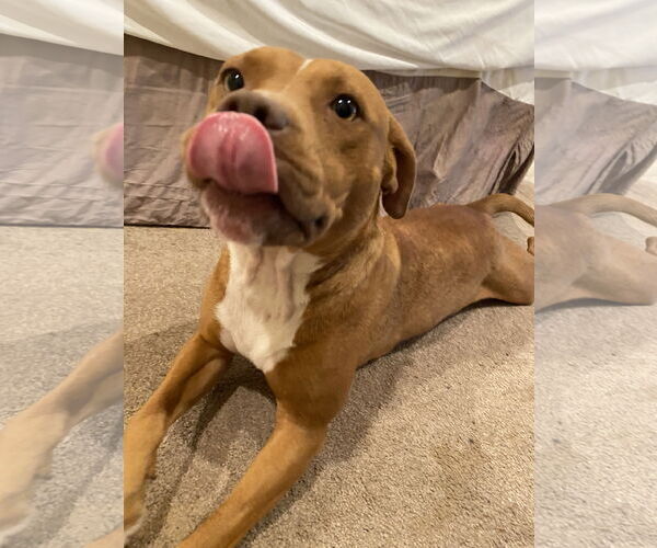 Medium Photo #2 Mutt Puppy For Sale in Holly Springs, NC, USA