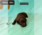 Small #1 Poodle (Toy)