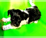Small Photo #2 Yorkillon Puppy For Sale in BOONEVILLE, MS, USA